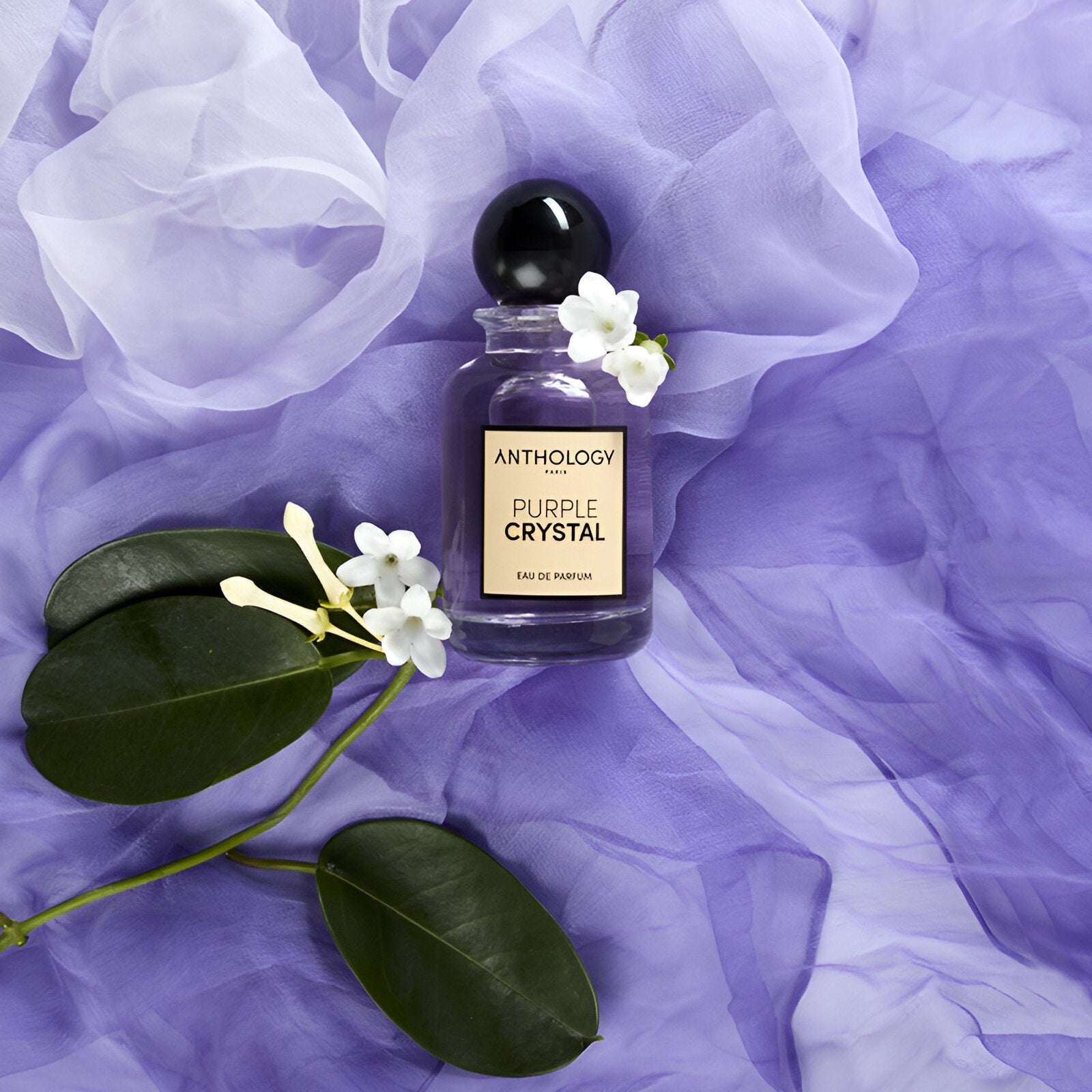 PURPLE　パープル　ANTHOLOGY Shop Anthology Purple Crystal EDP | My Perfume Shop
