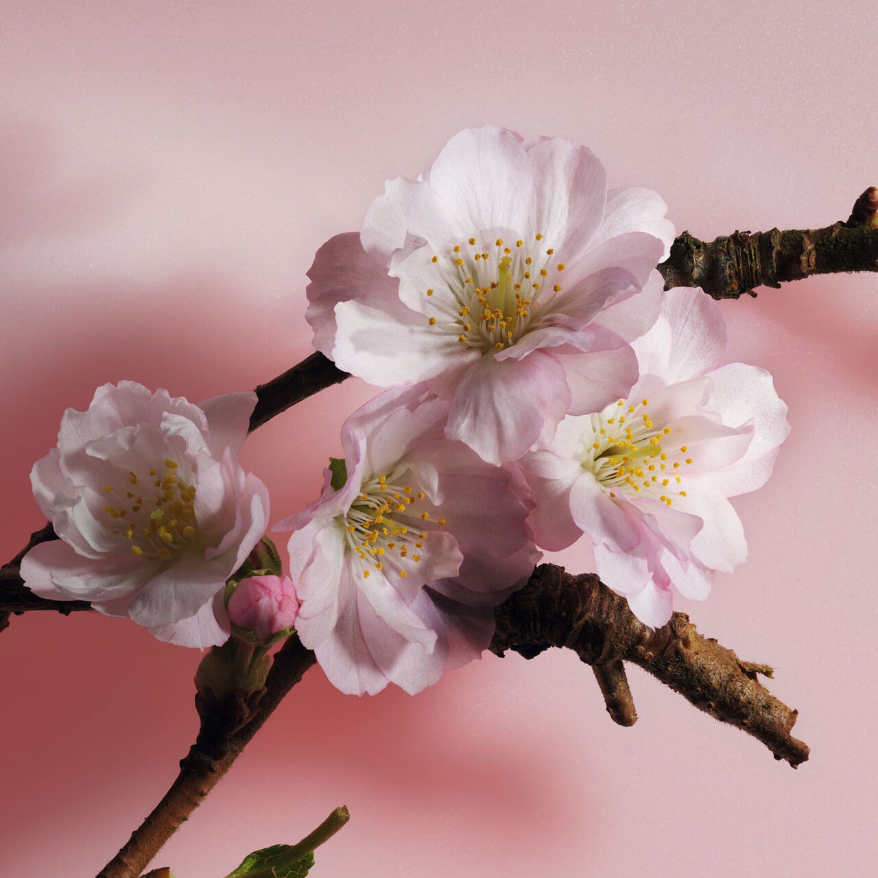 Shop Dior Sakura EDP | My Perfume Shop